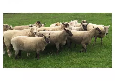 5 Sheep